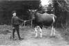 George Dichmann med "Stensholm"s tyr i indkørslen til gården. Foto ca. 1915